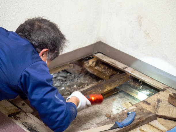 Best Residential Mold Remediation in Ranson, WV