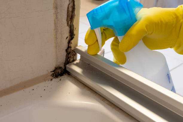 Best DIY Mold Remediation Support Services in Ranson, WV