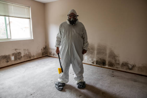 Best Attic Mold Remediation in Ranson, WV