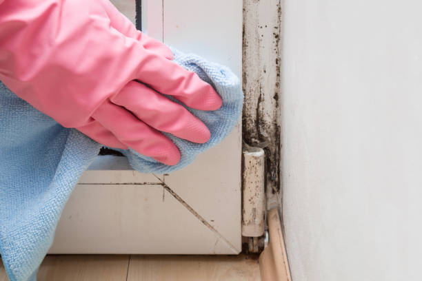 Best Residential Mold Remediation in Ranson, WV